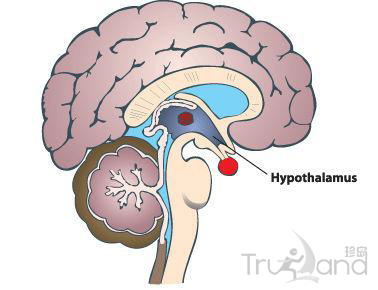 Hypothalamus